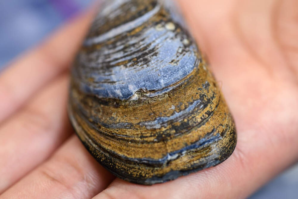 Blue common mussel