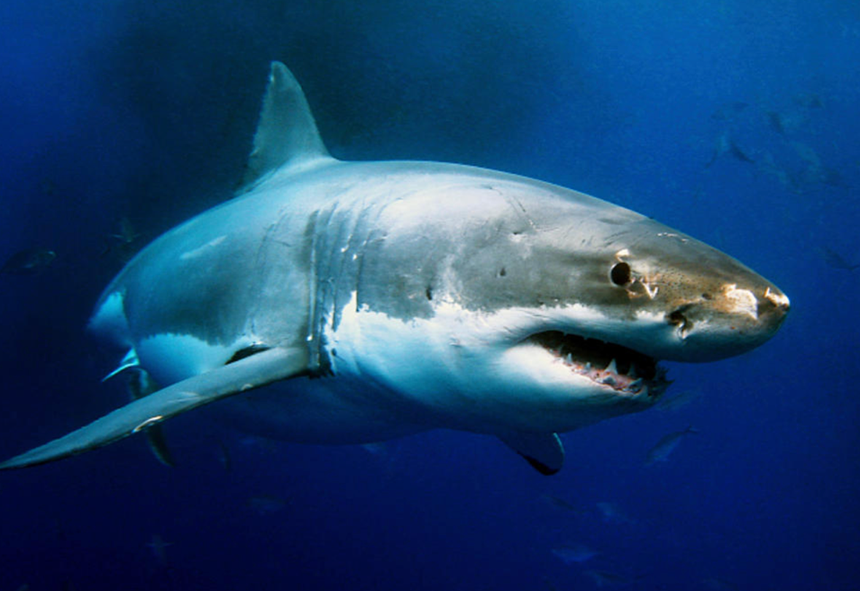 Great White Shark, Cape Cod
