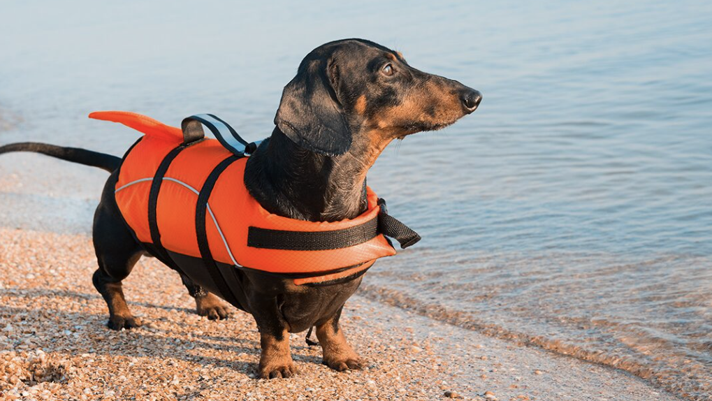 Boating with Pets, Dog Lifejacket, Water Safety with Pets, Discover Boating, Pet water Safety