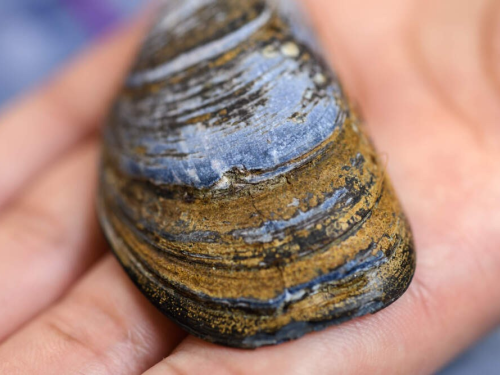Blue, common mussel