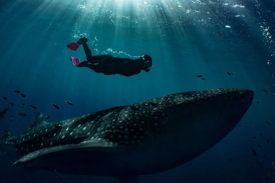 A guest swims with a whale shark in Triton Bay, West Papua