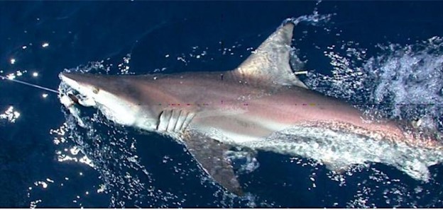 Blacktip shark with a dart tag at the base of its first dorsal fin
