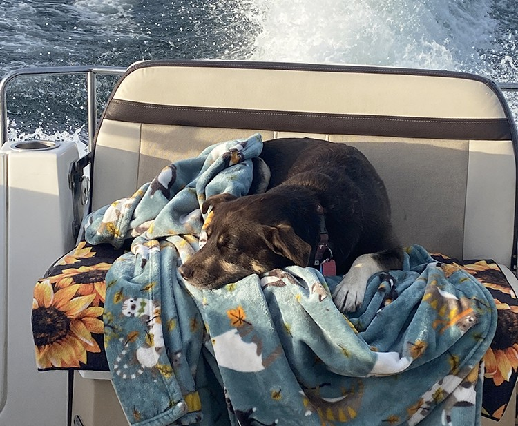 Bruno enjoys spending time with his parents, Mark and Nancy Lambrides, on the back of the boat. Photo by Nancy Lambrides