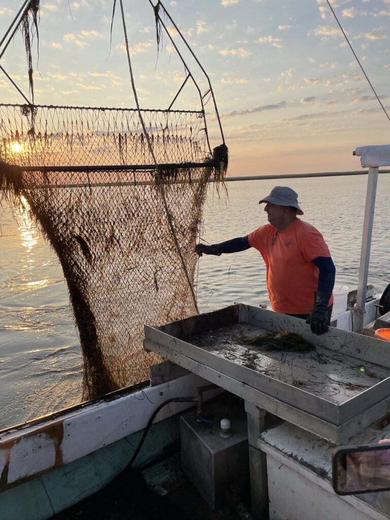 Capt. Mark Kitching pulls in his crab scrape, a light, netted frame used to catch soft shell crabs in Smith’s vast underwater meadows.