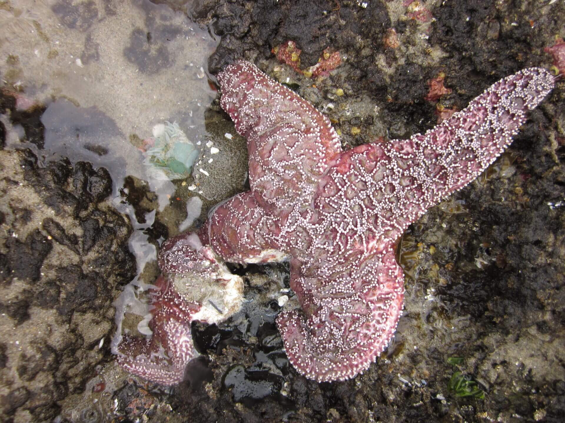 Dying purple ochre sea star