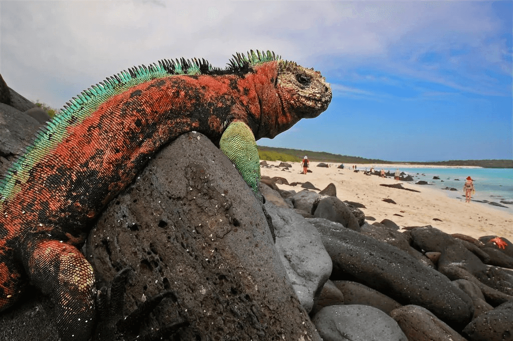 Galapagos Island iguana soaking up the sun