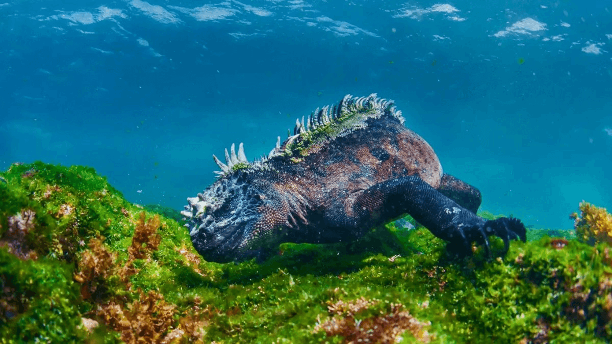 Galapagos Island herbivore iguana feeds underwater