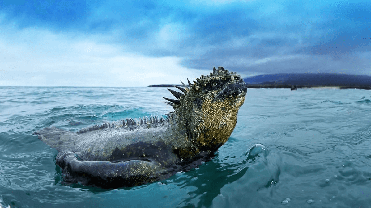 Galapagos Islands, Iguana in the water