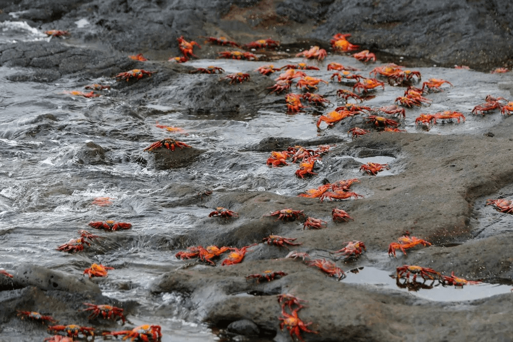 Galapagos Islands red crabs