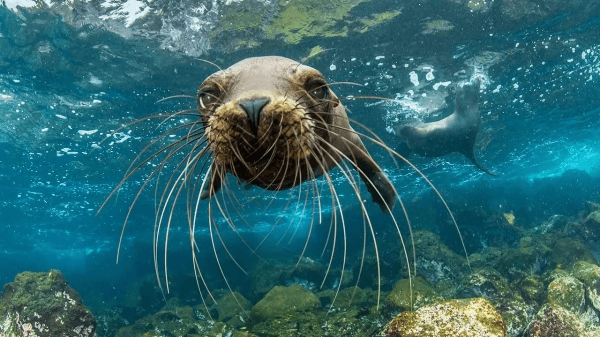 Galapagos Islands, sea lions