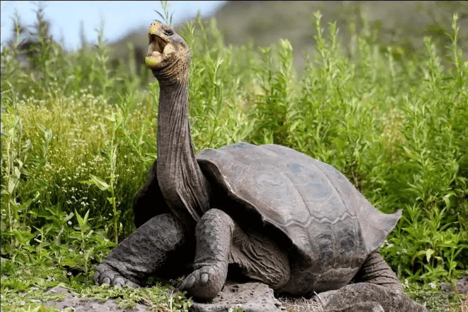 Galapagos Islands tortoises