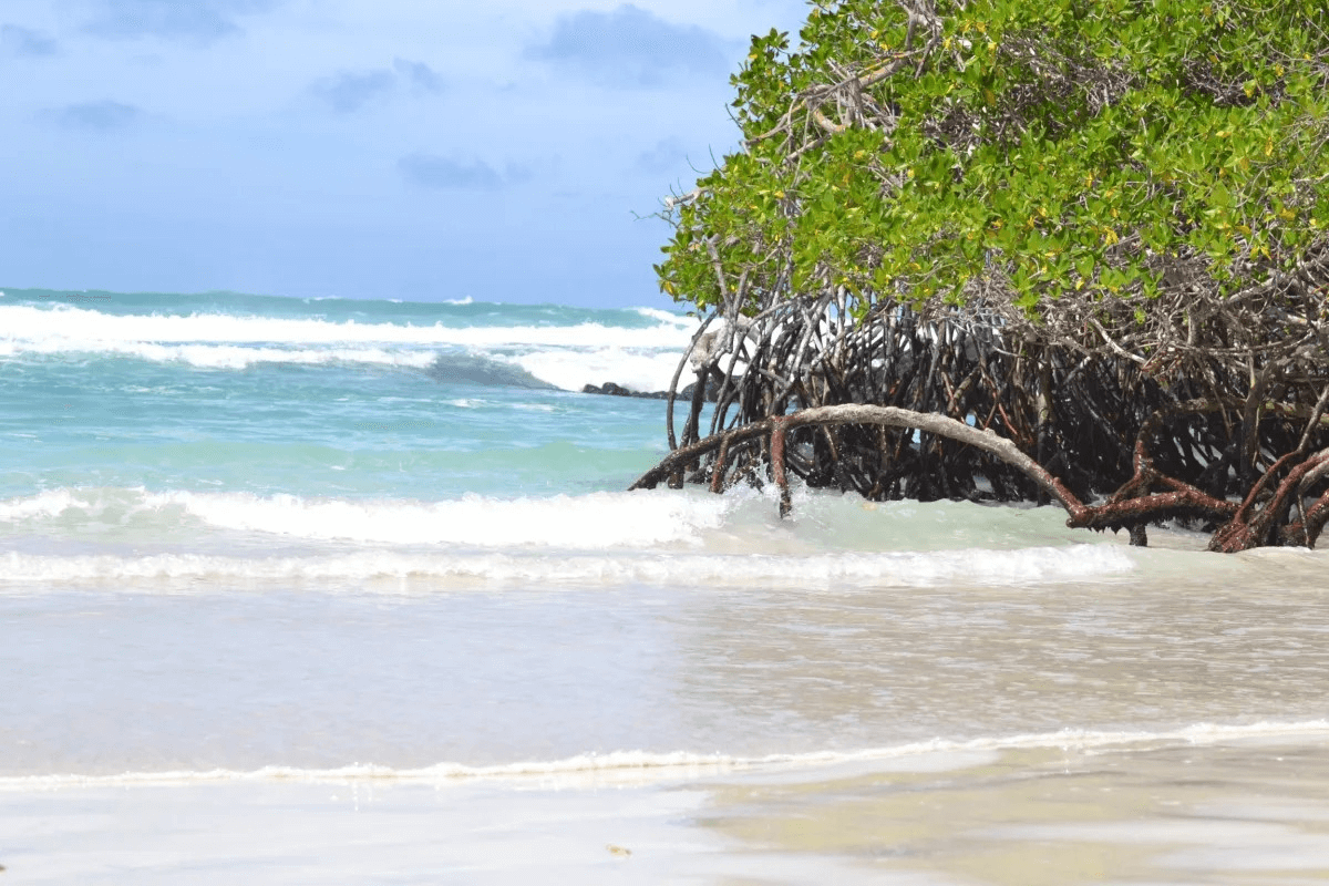 Galapagos Islands vegetation in the vicinity of Iguana Beach