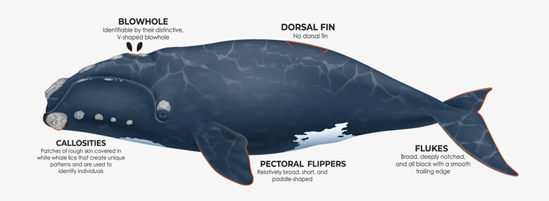 North Atlantic Right whale illustration
