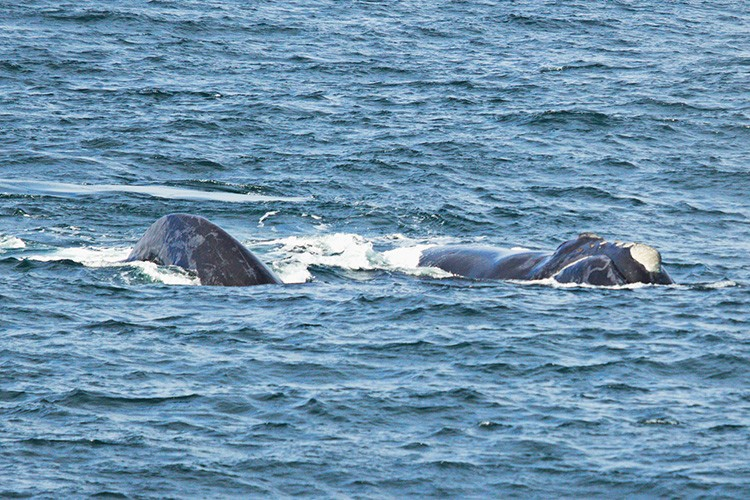 Eastern North Pacific Right Whale Sightings-MML# 103 (female) and 104 (“Scotty”, unknown sex)