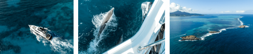 cruise towards the îlot accompanied by playful dolphins