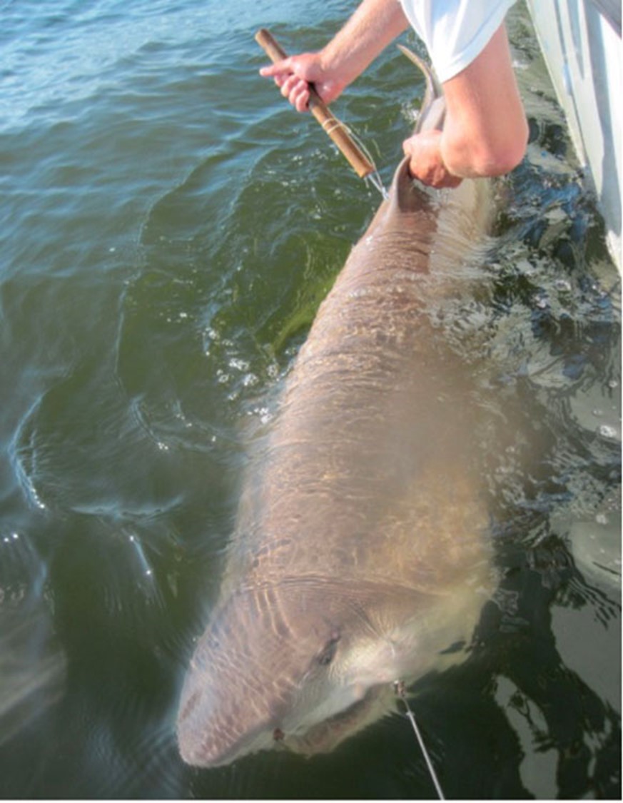 Sand tiger shark being tagged with dart tag