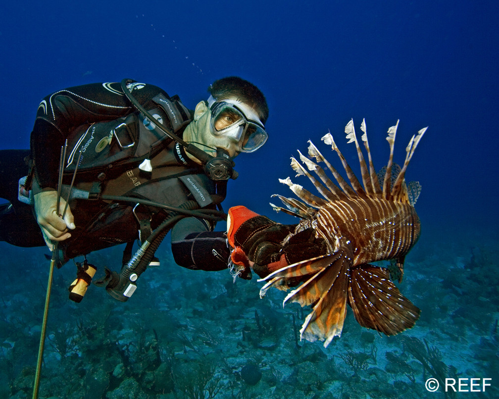 REEF Florida Keys Lionfish Derby & Festival Set For Aug. 15-18 In Key Largo - The Fishing Wire