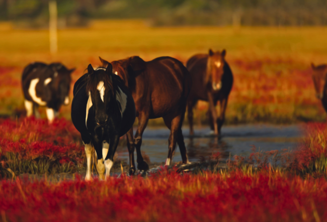 Wild ponies in Chincoteague
