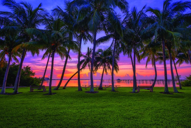 Palm trees, Martin County Florida