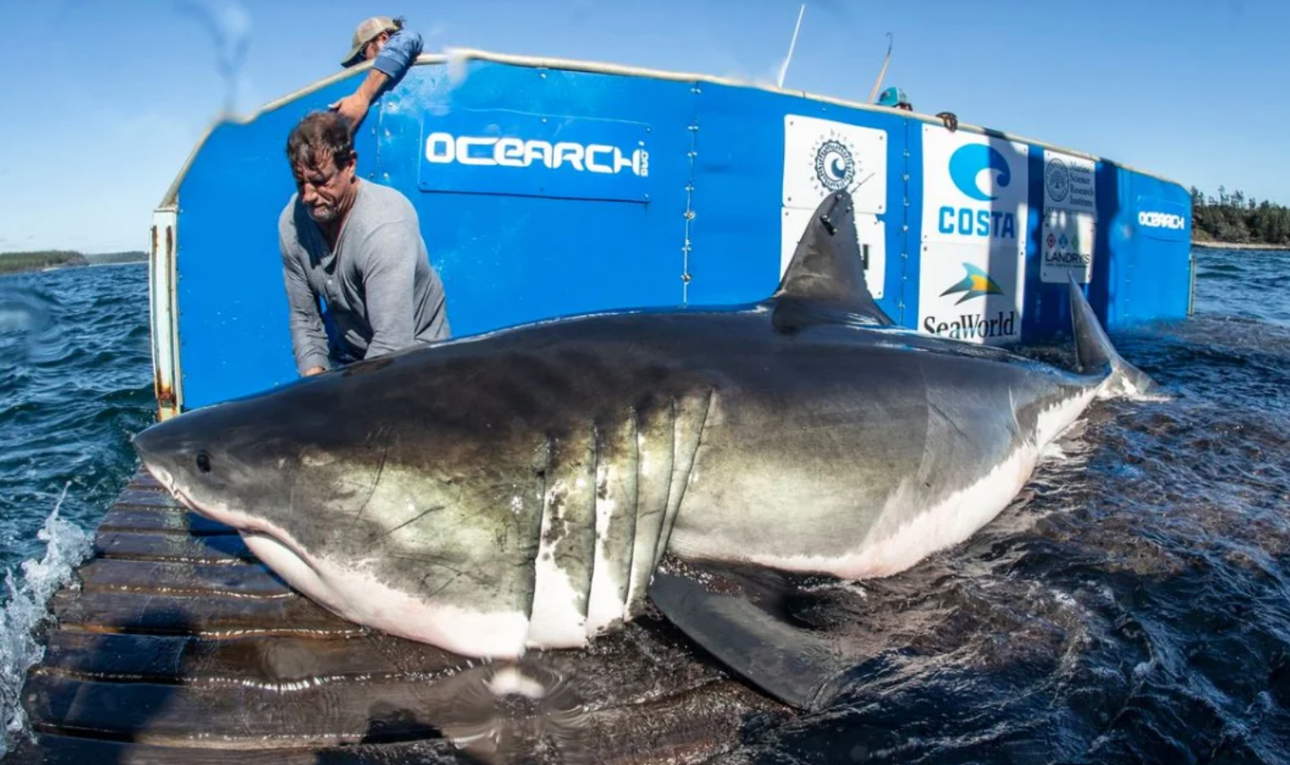 OCEARCH, shark tagging, great white shark, Nova Scotia