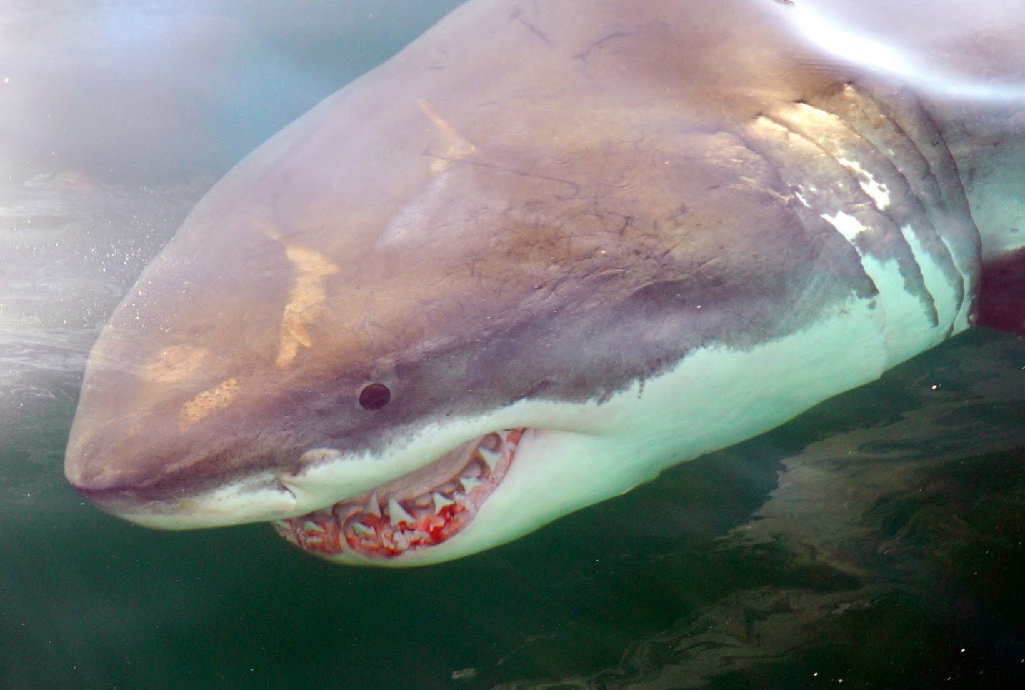 Great white shark, Massachusetts, Cape Cod