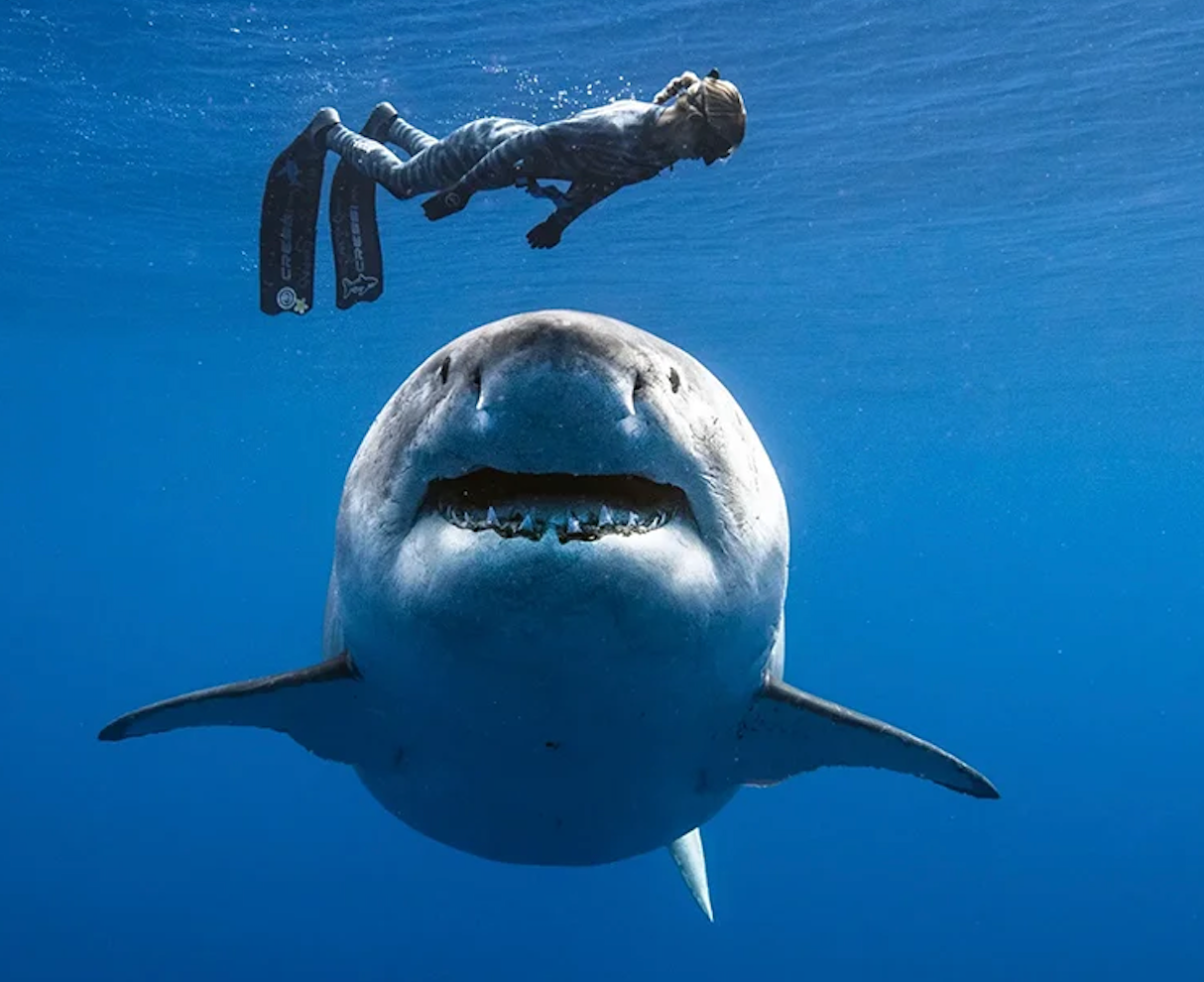 diver and shark, Great White Shark, close shark encounter