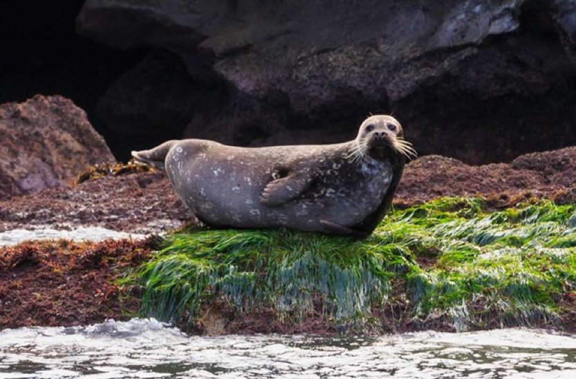 harbor seal, sea lion, Scott Thompson