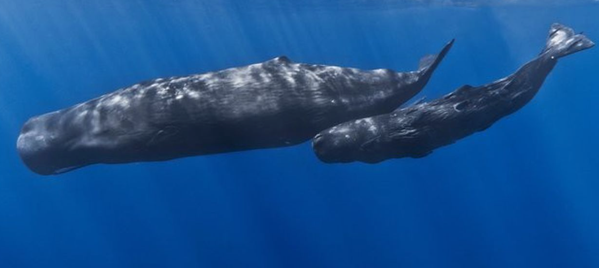 sperm whale and calf, whales swimming