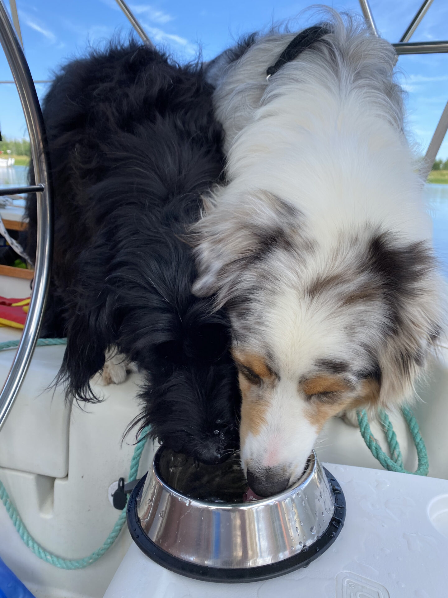 proper hydration for pets, pets being aboard a boat