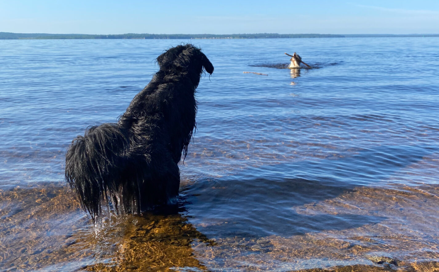 dogs playing in a cove, dog swimming, dog fetching a stick