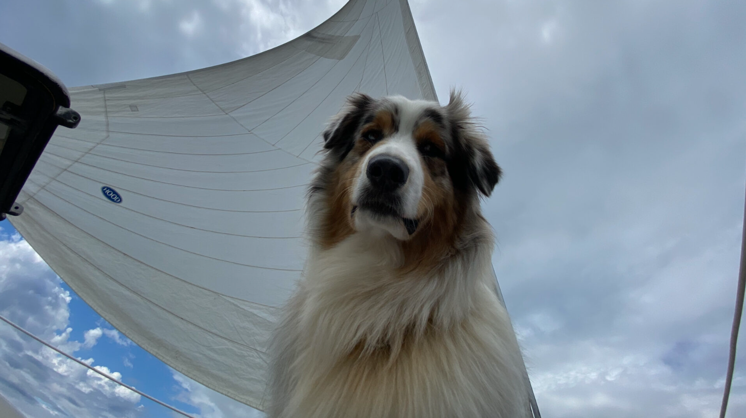 dog on a sailboat, Australian Shepard on a boat