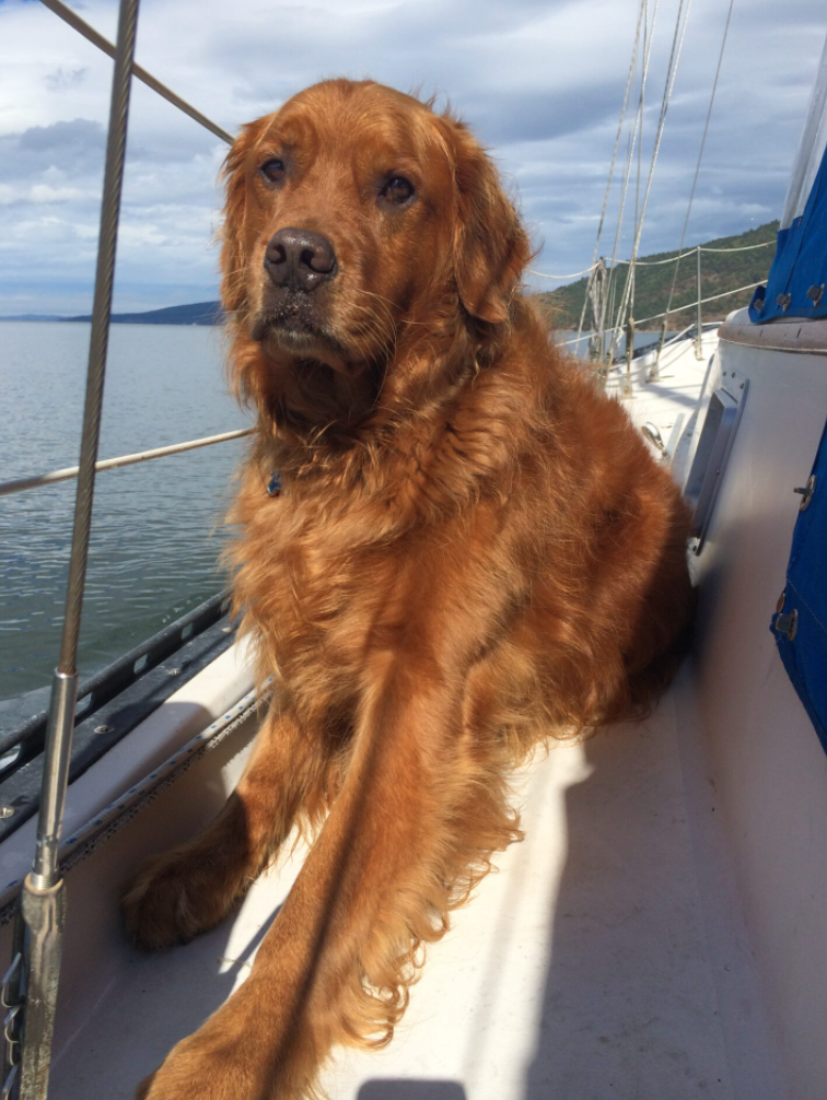 Golden Retriever, Golden Retriever on a boat, sailing with a dog