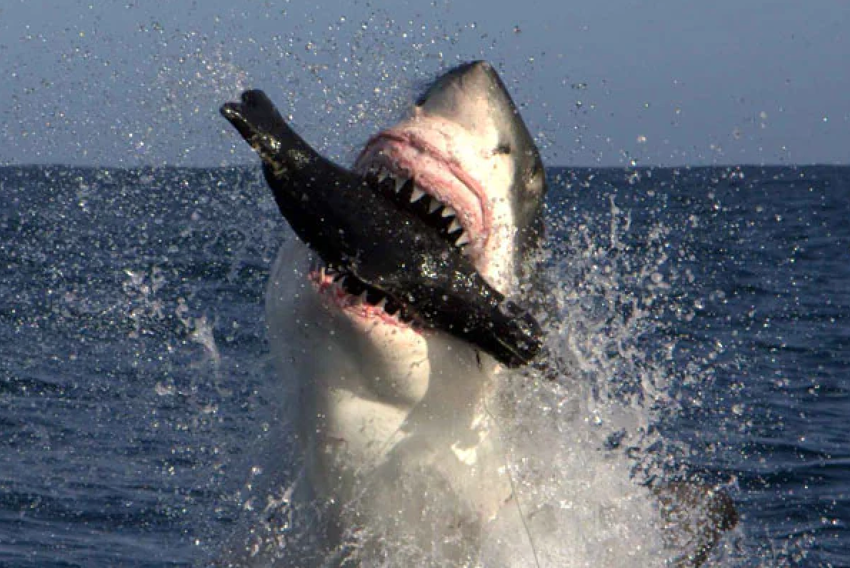 Great White Shark, Shark attacking a seal