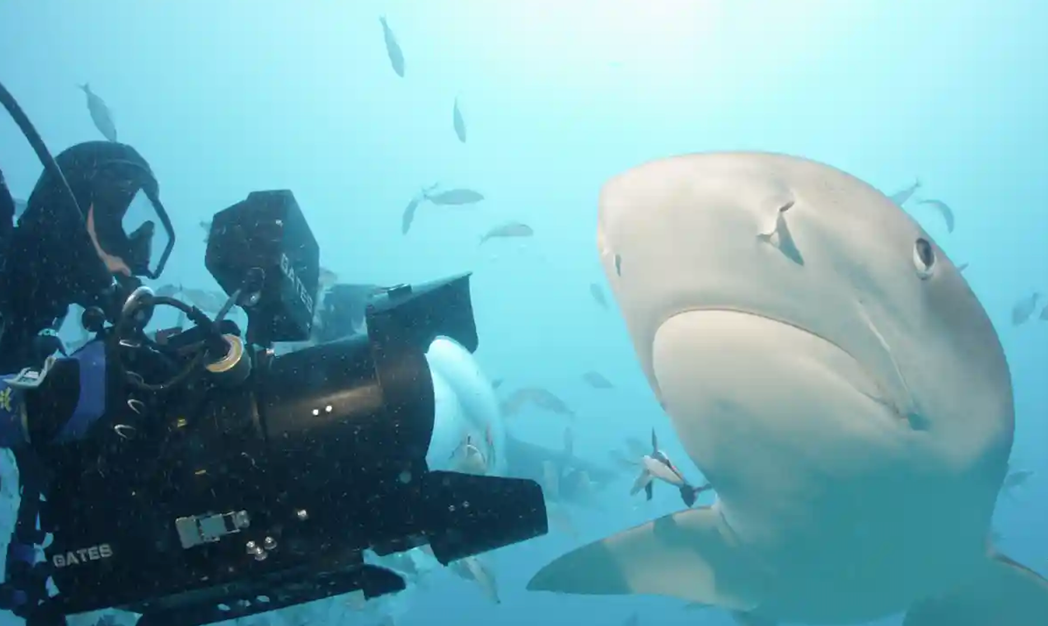 Sharkwater movie, filming sharks