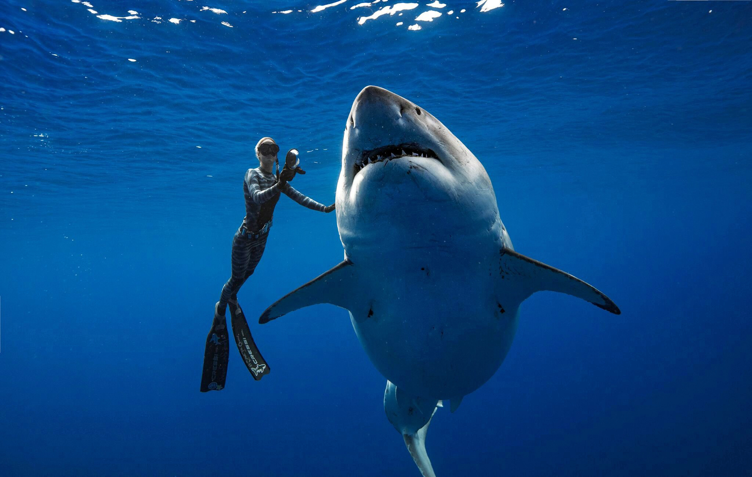swimming with great whites, great white shark