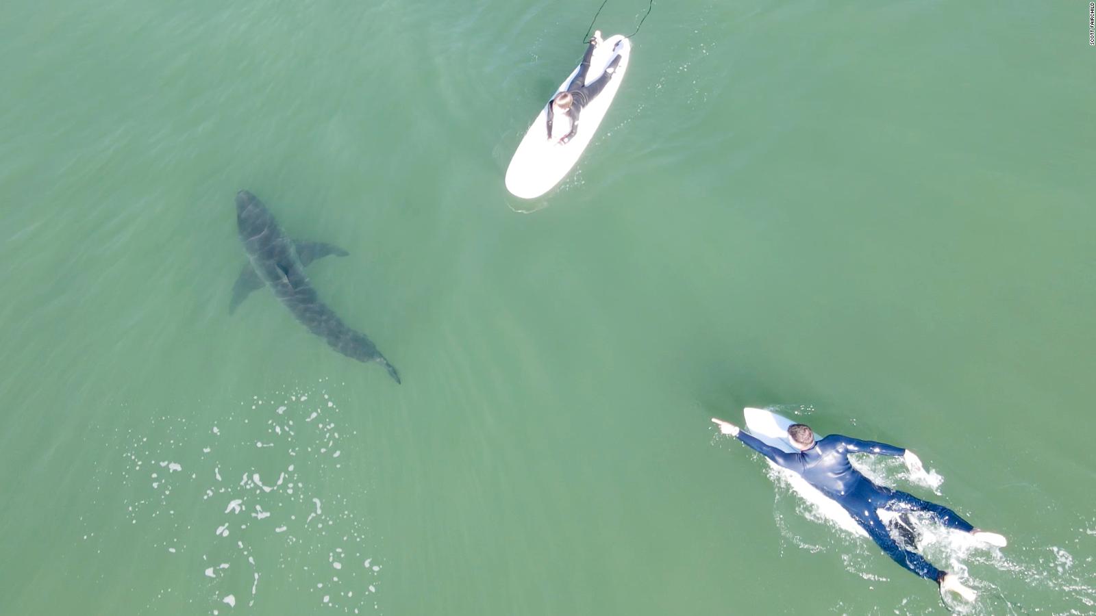 great white encounter, shark encounter, surfers and sharks
