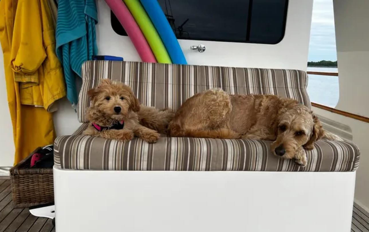 goldendoodles, dogs on a yacht