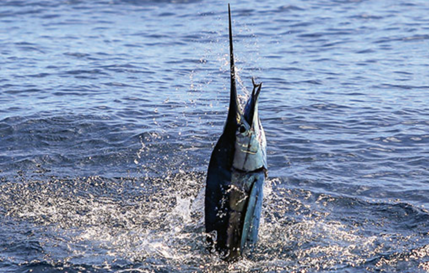 swordfish, White Marlin Open
