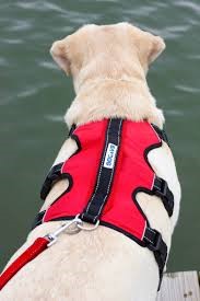 dog harness