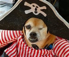 pirate dog