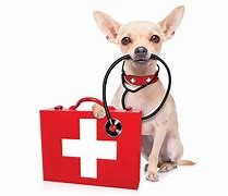 first aid, dogs