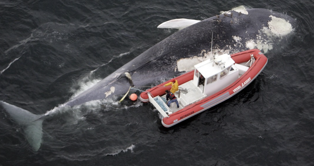 Whale protection, Speed zones, Animal conservation