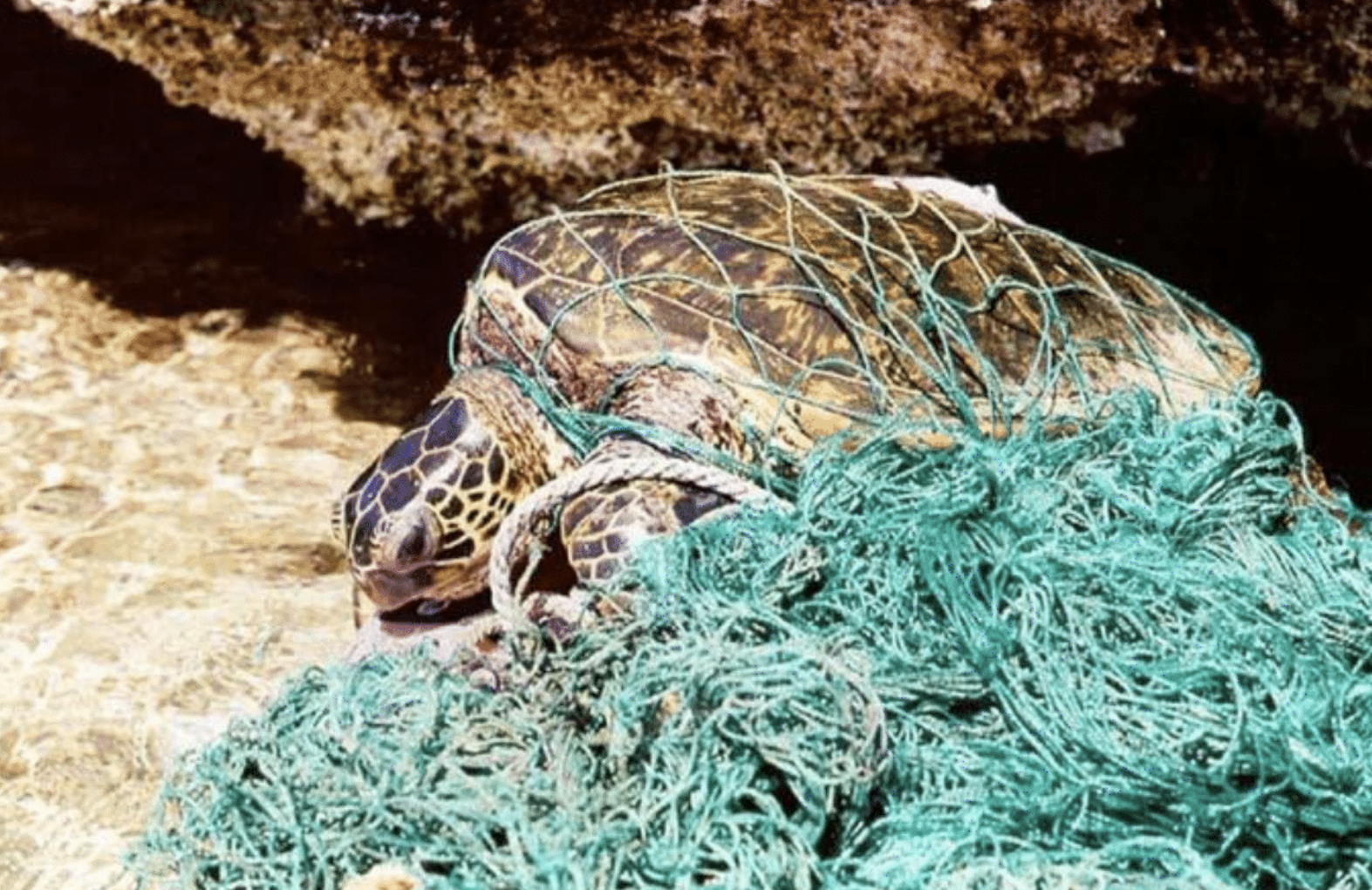 trash, fishnet, commercial fishing, pollution
