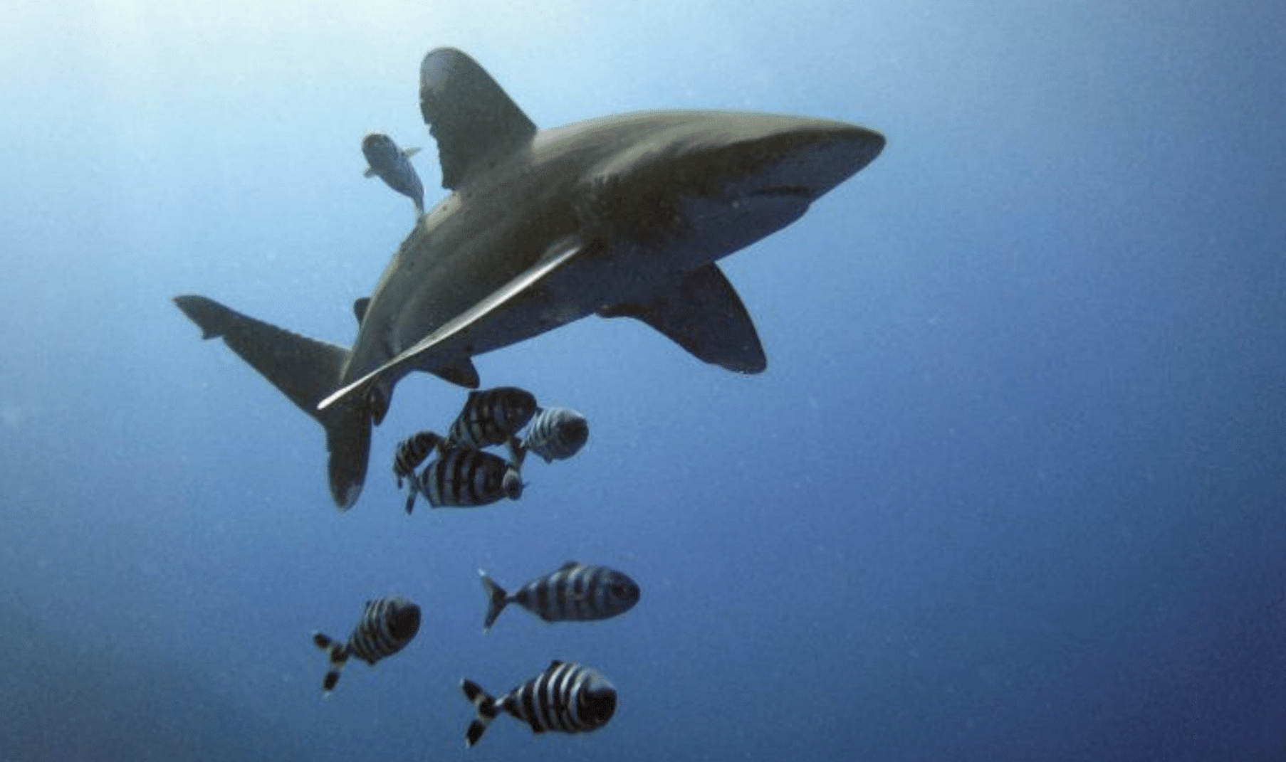 Sharks, Overfishing, Commercial Fishing, Environment, Food Chain