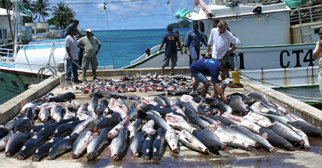 Sharks, Overfishing, Commercial Fishing, Environment, Food Chain