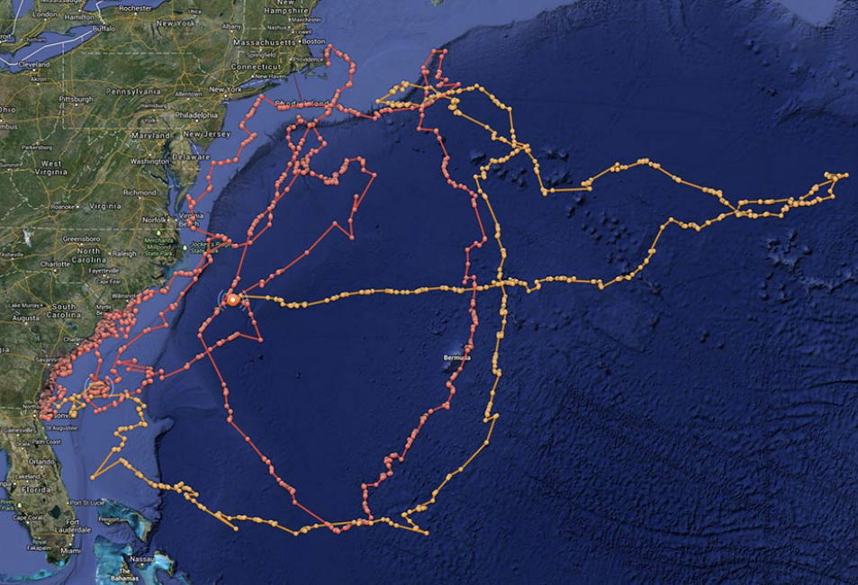 Sharks, Marine Life, Migration Patterns, Shark tracking, Shark Behavior