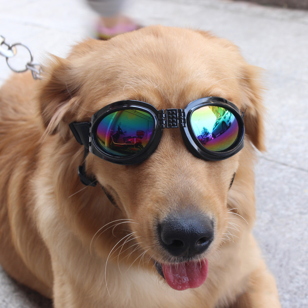 doggie sunglasses