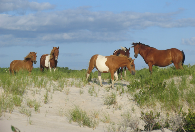 Horses on a secluded beach.