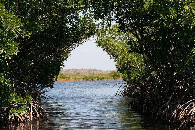 Everglades National Park mangroves