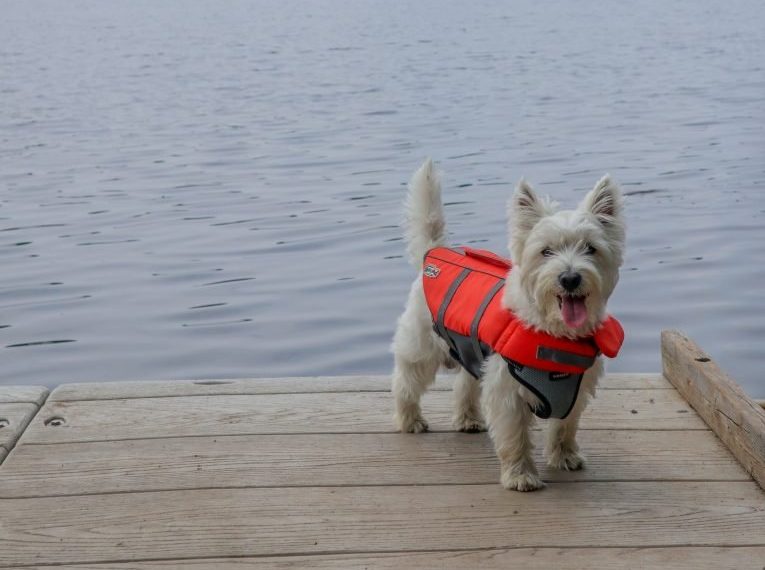 Dog in a life jacket